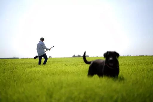Farmer Larry Cox walks in a field of Bermudagrass with his dog, Brodie, at his farm Monday, Aug. 15, 2022, near Brawley, Calif. The Cox family has been farming in California's Imperial Valley for generations. (AP Photo/Gregory Bull)