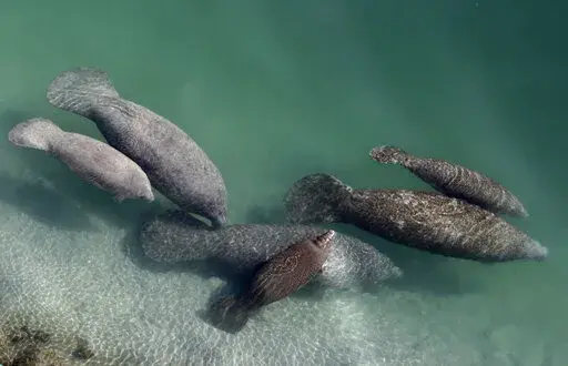A group of manatees are pictured in a canal where discharge from a nearby Florida Power & Light plant warms the water in Fort Lauderdale, Fla., on Dec. 28, 2010. Fewer manatee deaths have been recorded so far this year in Florida compared to the record-setting numbers in 2021 but wildlife officials cautioned, Wednesday, July 20, 2022, that chronic starvation remains a dire and ongoing threat to the marine mammals. (AP Photo/Lynne Sladky, File)