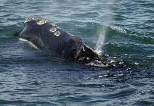 A North Atlantic right whale feeds on the surface of Cape Cod bay off the coast of Plymouth, Mass., March 28, 2018. A review of the status of the vanishing species of whale found that the animal's population is in worse shape than previously thought, federal ocean regulators said Monday, July 17, 2023. (AP Photo/Michael Dwyer, File)