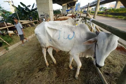 A man walks past cows he sells ahead of the Eid al-Adha holiday under a flyover in Jakarta, Indonesia on July 8, 2022. Thousands of cattle are covered in blisters from highly infectious foot-and-mouth disease in Indonesia, sounding the alarm for the country, its Southeast Asian neighbors and Australia. (AP Photo/Achmad Ibrahim)