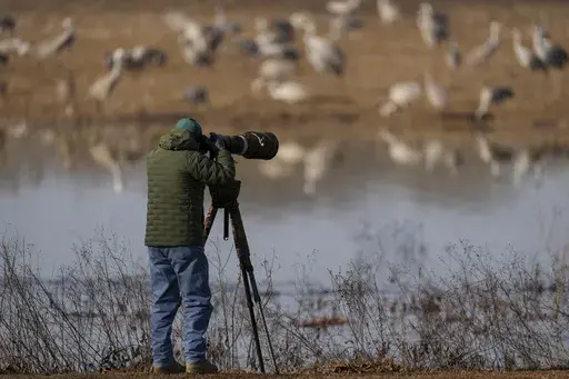 Rob Broeren takes pictures of sandhill cranes at the Wheeler National Wildlife Refuge, Monday, Jan. 13, 2025, in Decatur, Ala. (AP Photo/George Walker IV)