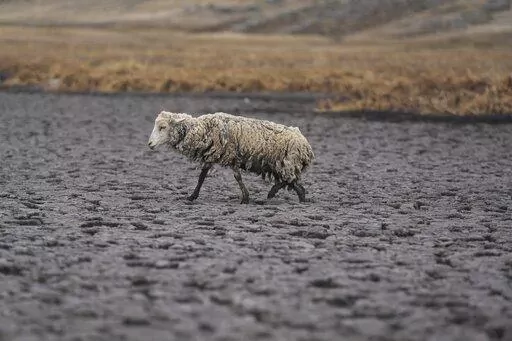 An emciated sheep walks on the dry bed of the Cconchaccota lagoon in the Apurimac region of Peru, Friday, Nov. 25, 2022. The lagoon located at 4,100 meters above sea level has been a source of trout, fun for children eager to swim, beauty as flamingos flew from over the mountains and water for thirsty sheep. Nowadays, however, an ongoing drought has dried up the lagoon. (AP Photo/Guadalupe Pardo)