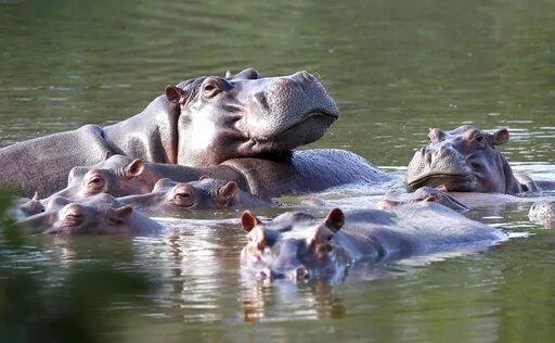 FILE — Hippos float in the lake at Hacienda Napoles Park, once the private estate of drug kingpin Pablo Escobar who imported three female hippos and one male decades ago in Puerto Triunfo, Colombia, Feb. 4, 2021. Colombia intends to undertake the task of trying to transfer to India and Mexico at least 70 hippos that live in the surroundings of the park as a measure to control its population, the manager of Animal Protection and Welfare at the Antioquia Environment Secretariat said Thursday, Ma