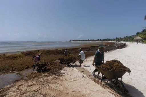 Workers, who were hired by residents, remove sargassum seaweed from the Bay of Soliman, north of Tulum, Quintana Roo state, Mexico, Aug. 3, 2022. On shore, sargassum is a nuisance — carpeting beaches and releasing a pungent smell as it decays. For hotels and resorts, clearing the stuff off beaches can amount to a round-the-clock operation. (AP Photo/Eduardo Verdugo, File)