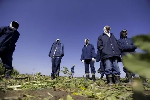 Prisoners harvest turnips at the Louisiana State Penitentiary, April 15, 2014, in Angola, La. Within days of arrival, they head to the fields, sometimes using hoes and shovels or picking crops by hand. (AP Photo/Gerald Herbert, File)