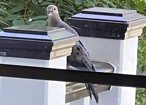 This May 25, 2022, image shows a mourning dove perched on a deck post in a Glen Head, N.Y. (Jessica Damiano via AP)