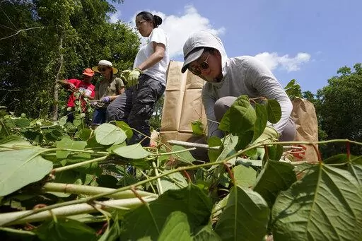 Fin Jonas, of Falmouth, Mass., a member of the Mashpee Wampanoag tribe, top center, and Jessica Tran, right, of St. Paul, Minn., work to remove invasive plant species at the Wampanoag Common Lands project, in Kingston, Mass., Tuesday, Aug. 2, 2022. The project by the Native Land Conservancy is among efforts by tribes and other Native groups nationwide to reclaim and repair lands altered by western civilization. (AP Photo/Steven Senne)