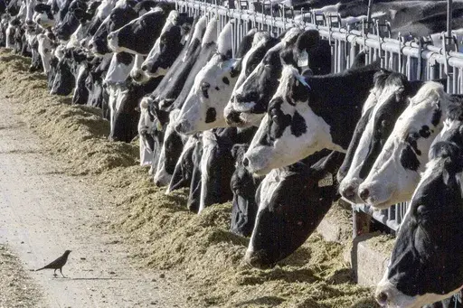 Dairy cattle feed at a farm in New Mexico on March 31, 2017. A fourth dairy worker in the U.S. has been infected with bird flu. On Wednesday, July 3, 2024, U.S. health officials said a fourth dairy worker has been infected with bird flu in the outbreak linked to U.S. dairy cows. The man, who worked on a Colorado farm where dairy cows tested positive for the virus, developed conjunctivitis or pink eye, Colorado health officials said. The worker received antiviral treatment and has recovered. (AP 