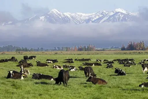 Dairy cows graze on a farm near Oxford, in the South Island of New Zealand on Oct. 8, 2018. New Zealand's government on Tuesday, Oct. 11, 2022 proposed taxing the greenhouse gasses that farm animals make from burping and peeing as part of a plan to tackle climate change. (AP Photo/Mark Baker, File)