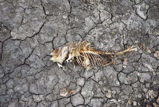 A dead fish skeleton laying on the cracking earth of a dry lake bed near the village of Conoplja, 150 kilometers north-west of Belgrade, Serbia, Tuesday, Aug. 9, 2022. Water shortages reduced Serbia's hydropower production. An unprecedented drought is afflicting nearly half of the European continent, damaging farm economies, forcing water restrictions and threatening aquatic species. Water levels are falling on major rivers such as the Danube, the Rhine and the Po. (AP Photo/Darko Vojinovic, Fil
