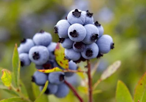 HFS FILE - Wild blueberries are ready for harvesting July 27, 2012, in Warren, Maine. Maine's Republican senator is introducing legislation that calls on the federal government to step up research and prevention efforts about a pest that could jeopardize the state's most important fruit, the wild blueberry. (AP Photo/Robert F. Bukaty, File)