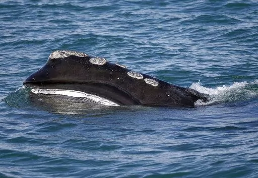 A North Atlantic right whale feeds on the surface of Cape Cod Bay off the coast of Plymouth, Mass., in this March 28, 2018, file photo. President Joe Biden's administration has made a priority of encouraging offshore wind along the Atlantic coast in waters that are home to the declining North Atlantic right whale. (AP Photo/Michael Dwyer, File)