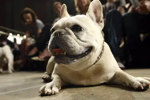 Lola, a French bulldog, lies on the floor prior to the start of a St. Francis Day service at the Cathedral of St. John the Divine, Oct. 7, 2007, in New York. The American Kennel Club announced Wednesday, March 15, 2023 that French bulldogs have become the United States' most prevalent dog breed, ending Labrador retrievers' record-breaking 31 years at the top. (AP Photo/Tina Fineberg, File)