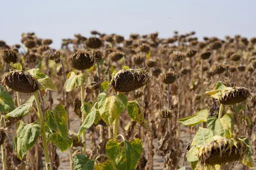 Sunflowers appear wilted in a field amid a drought near the town of Becej, Serbia, Sept. 4, 2024. (AP Photo/Darko Vojinovic, File)