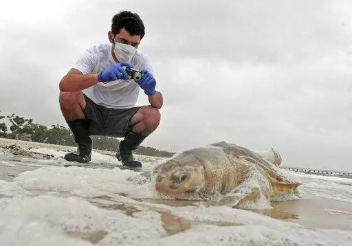 In this May 2, 2010 photo, Institute of Marine Mammal Sciences researcher Justin Main takes photographs of a dead sea turtle on the beach in Pass Christian, Miss. Beach crews have found the first sea turtle nest on the Mississippi mainland in four years. A Harrison County Sand Beach crew that was cleaning up found what appeared to be turtle tracks just east of the Pass Christian Harbor, officials said.  (AP Photo/Dave Martin, File)