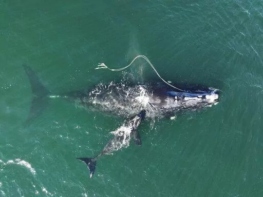 This photograph provided by the Georgia Department of Natural Resources shows an endangered North Atlantic right whale entangled in fishing rope being sighted with a newborn calf on Dec. 2, 2021, in waters near Cumberland Island, Ga. A federal circuit court has reinstated a ban on lobster fishing gear in a nearly 1,000-square-mile area off New England on Wednesday July 13, 2022 to try to protect endangered whales. The National Marine Fisheries Service issued new regulations last year that prohib