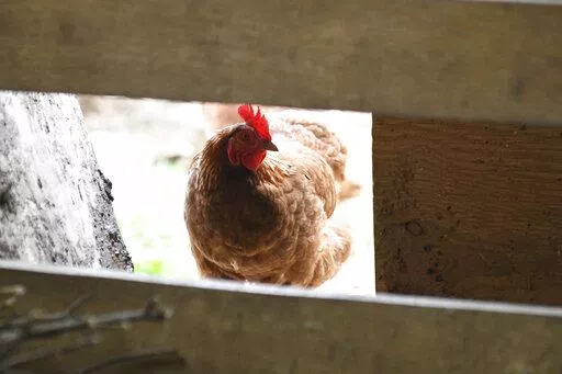 A chicken looks in the barn at Honey Brook Farm in Schuylkill Haven, Pa., on April 18, 2022. An outbreak of avian flu is forcing farmers to cull their flocks and leading to concerns about even higher food prices. While it doesn't pose much of a threat to humans, the outbreak is prompting a new wave of some of the same conspiracy theories that emerged from the COVID-19 pandemic. (Lindsey Shuey/Republican-Herald via AP, File)