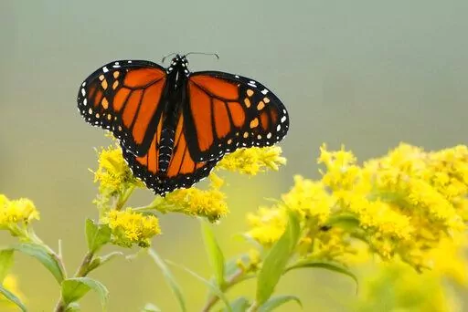 A Monarch butterfly pauses in a field of Goldenrod on Sept. 11, 2020, at the Flight 93 National Memorial in Shanksville, Pa. The International Union of Conservation of Nature officially categorized the monarch as "endangered" and added it to its Red List of Threatened Species on July 21. (AP Photo/Gene J. Puskar)