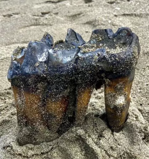 This May 26, 2023, photo provided by the Jennifer Schuh shows a Mastodon Tooth in the sand at an Aptos, Calif., beach. A Northern California woman taking a Memorial Day weekend stroll on the beach has discovered a mastodon tooth that's at least 5,000 years old. Schuh found the foot-long (.30-meter) tooth sticking out of the sand on Friday at the mouth of Aptos Creek on Rio Del Mar State Beach, located off Monterey Bay in Santa Cruz County. (Jennifer Schuh via AP)