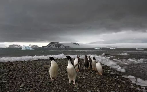 Penguins walk on the shore of Bahia Almirantazgo in Antarctica on Jan. 27, 2015. A new study released Tuesday, Aug. 8, 2023, concludes that Antarctica is already being and will continue to be affected by more frequent and severe extreme weather events, a known byproduct of human-caused climate change. (AP Photo/Natacha Pisarenko, File)