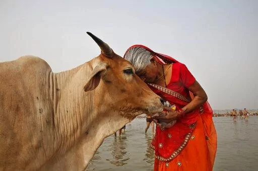 FILE- A woman worships a cow as Indian Hindus offer prayers to the River Ganges, holy to them during the Ganga Dussehra festival in Allahabad, India, June 8, 2014. India’s government-run animal welfare department has appealed to citizens to mark Valentine’s Day this year not as a celebration of romance but as "Cow Hug Day” to better promote Hindu values. The Animal Welfare Board of India said Wednesday that “hugging cows will bring emotional richness and increase individual and collectiv