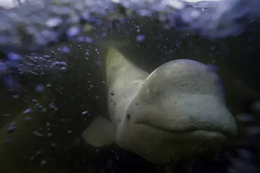 A beluga whale swims behind a boat through the Churchill River, Monday, Aug. 5, 2024, near Churchill, Manitoba. (AP Photo/Joshua A. Bickel)