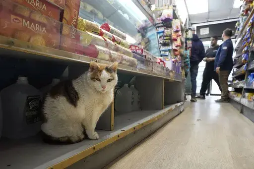 Marshmellow sits on a shelf under a display of cookies at Deli & Grill, on New York's Upper East Side, Wednesday, March 12, 2025. (AP Photo/Richard Drew)