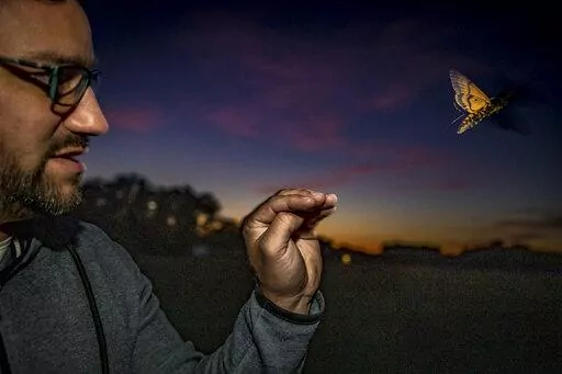 In this undated image provided by the Max Planck Institute of Animal Behavior, after tagging, moths are released in Konstanz, Germany, and followed in a light aircraft for up to 80 kilometers into the Alps. Scientists in Germany attached tiny trackers to giant moths looking for clues about insect migration.  (Christian Ziegler/Max Planck Institute of Animal Behavior via AP)