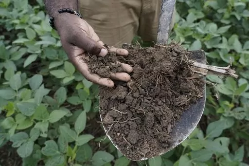 Shalamar Armstrong, associate professor of agronomy at Purdue University, holds a shovel full of soil, Thursday, July 13, 2023, in Fowler, Ind. Cover crops help with maintaining the structure of the soil and storing carbon in the soil, noted by the soil's darker color. (AP Photo/Joshua A. Bickel)