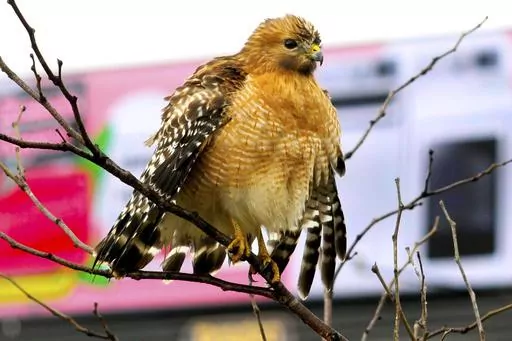 A red-shouldered hawk fluffs up it's feathers and spreads wings to facilitate drying after a thunderstorm in Chattanooga, Tenn., on Dec. 31, 2021. On April 6, 2023, the New Jersey Department of Environmental Protection issued a violation notice against one of its own sub-divisions accusing it of wrongly clearing 15 acres of a wildlife management area in southwestern New Jersey. The work was designed to create habitat for the American woodcock, but wound up destroying habitat for the barred owl, 